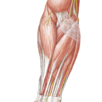 Taif University Musculoskeletal module without anatomy