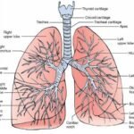 Taif 3rd Year  Anatomy Respiratory Module