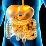 Kuwait University Anatomy 2 second year